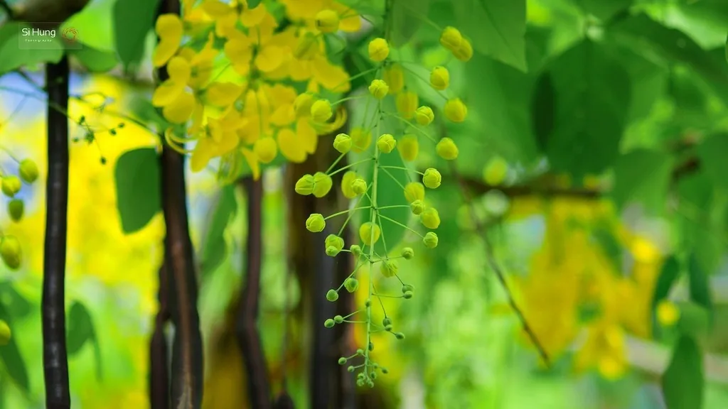Muồng hoàng yến kiêu sa trên những ngõ Sài thành Muồng hoàng yến kiêu sa trên những ngõ Sài thành