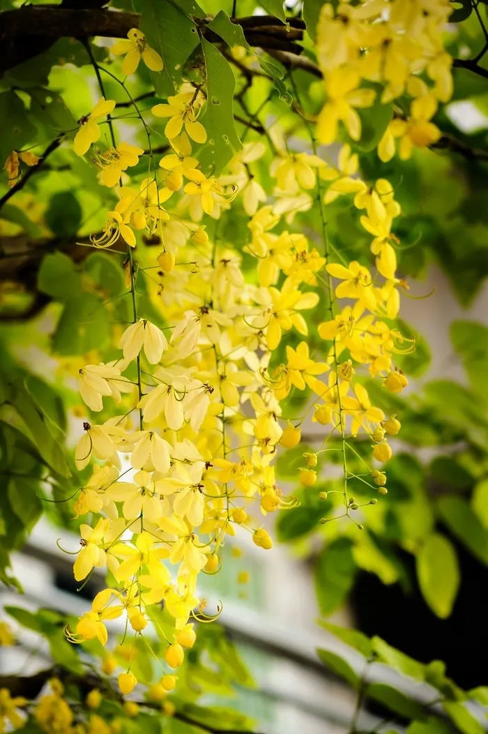 Muồng hoàng yến kiêu sa trên những ngõ Sài thành Muồng hoàng yến kiêu sa trên những ngõ Sài thành
