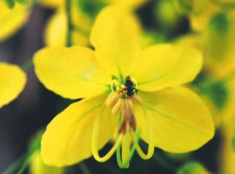 Muồng hoàng yến kiêu sa trên những ngõ Sài thành Muồng hoàng yến kiêu sa trên những ngõ Sài thành