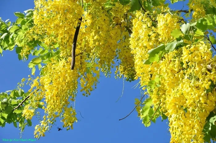 Muồng hoàng yến kiêu sa trên những ngõ Sài thành Muồng hoàng yến kiêu sa trên những ngõ Sài thành