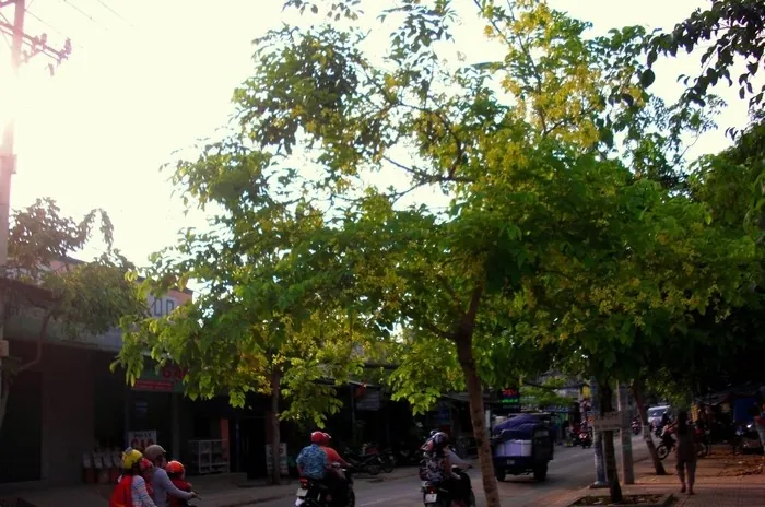 Muồng hoàng yến kiêu sa trên những ngõ Sài thành Muồng hoàng yến kiêu sa trên những ngõ Sài thành