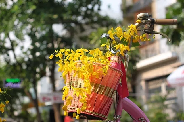 Muồng hoàng yến kiêu sa trên những ngõ Sài thành Muồng hoàng yến kiêu sa trên những ngõ Sài thành