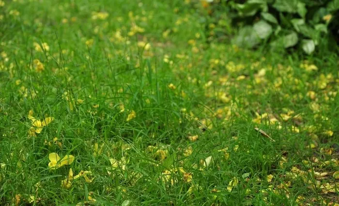 Muồng hoàng yến kiêu sa trên những ngõ Sài thành Muồng hoàng yến kiêu sa trên những ngõ Sài thành
