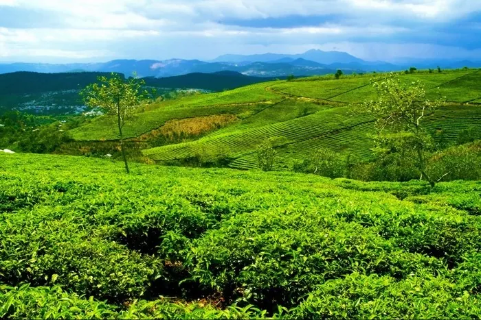 Ngẩn ngơ trước những gam màu mùa Đông của Đà Lạt Ngẩn ngơ trước những gam màu mùa Đông của Đà Lạt