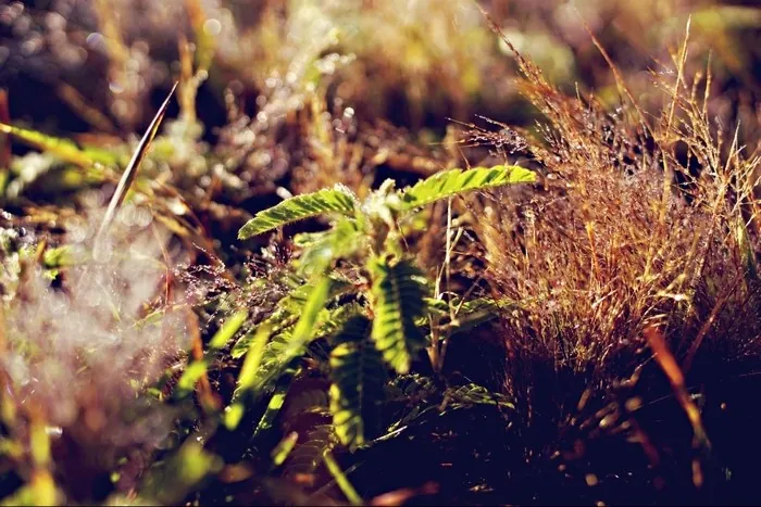 Ngẩn ngơ trước những gam màu mùa Đông của Đà Lạt Ngẩn ngơ trước những gam màu mùa Đông của Đà Lạt