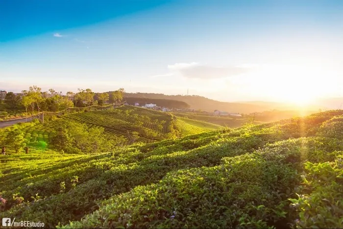 Ngẩn ngơ trước những gam màu mùa Đông của Đà Lạt Ngẩn ngơ trước những gam màu mùa Đông của Đà Lạt