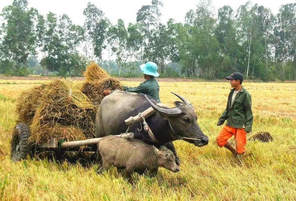 Những điểm đến hấp dẫn nhất khi du lịch Hậu Giang Những điểm đến hấp dẫn nhất khi du lịch Hậu Giang