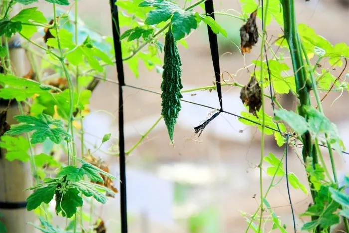 Quận 2 có gì chơi trong mắt giới trẻ Sài Gòn Family Garden mang bình yên, tĩnh tại đến cho tâm hồn bạn