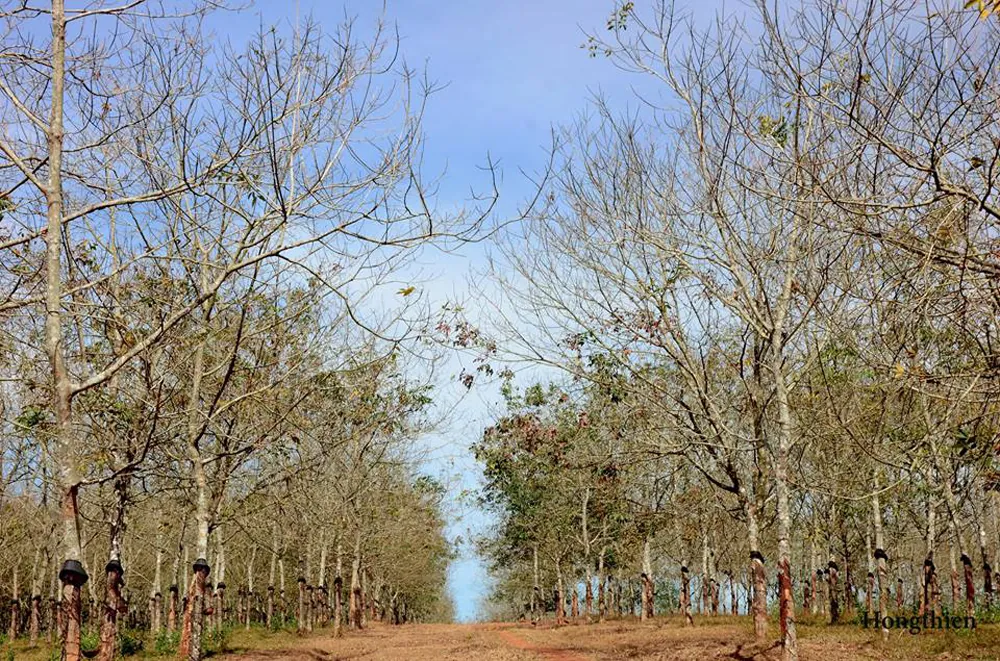 Rừng cao su trong mùa thay lá ở Gia Lai Rừng cao su trong mùa thay lá ở Gia Lai