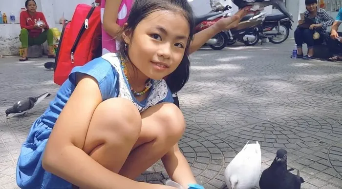những chú bồ câu
