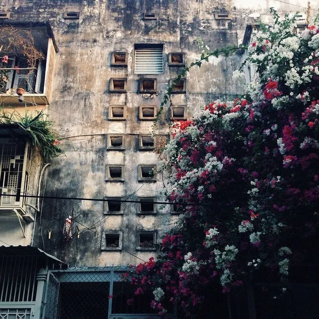 Sài Gòn xưa qua những tấm ảnh chung cư cũ trên Instagram Sài Gòn-Giàn bông giấy rực rỡ bên tòa nhà chung cư cũ