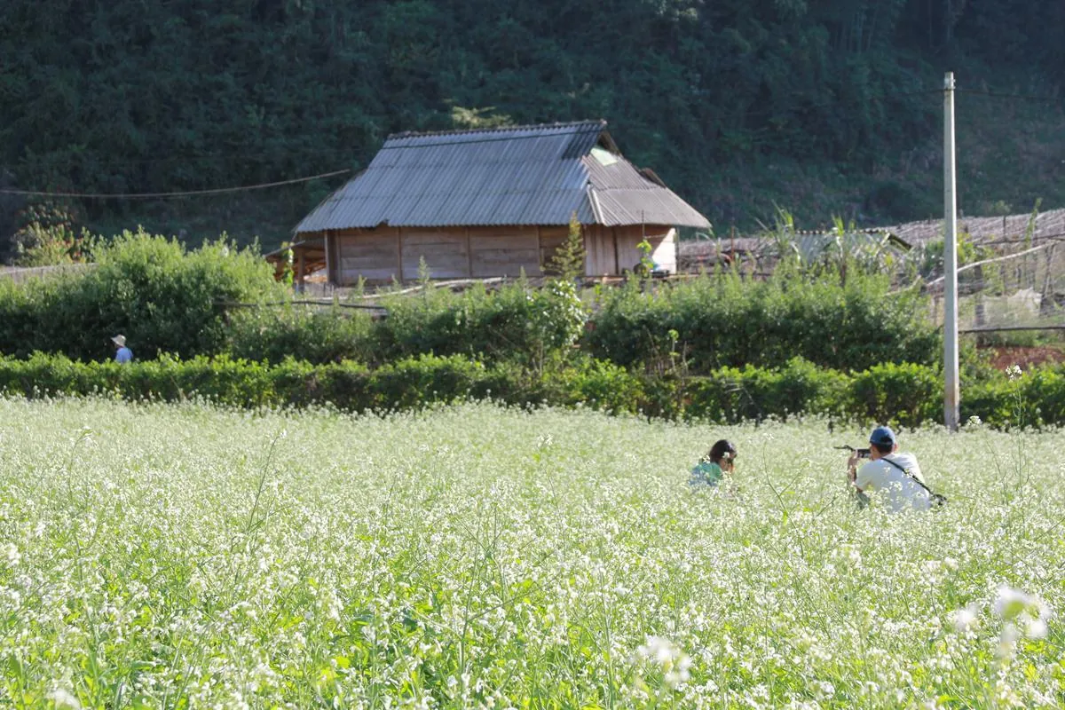 Đông về lên Mộc Châu ngắm hoa cải trắng Tháng 12 lên Mộc Châu ngắm hoa cải trắng