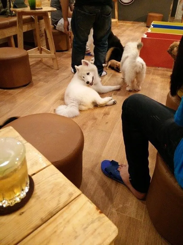 Truy tìm những quán café thú cưng siêu độc ở Sài Gòn - Phần 1 Truy tìm những quán café thú cưng siêu độc ở Sài Gòn Phần 1
