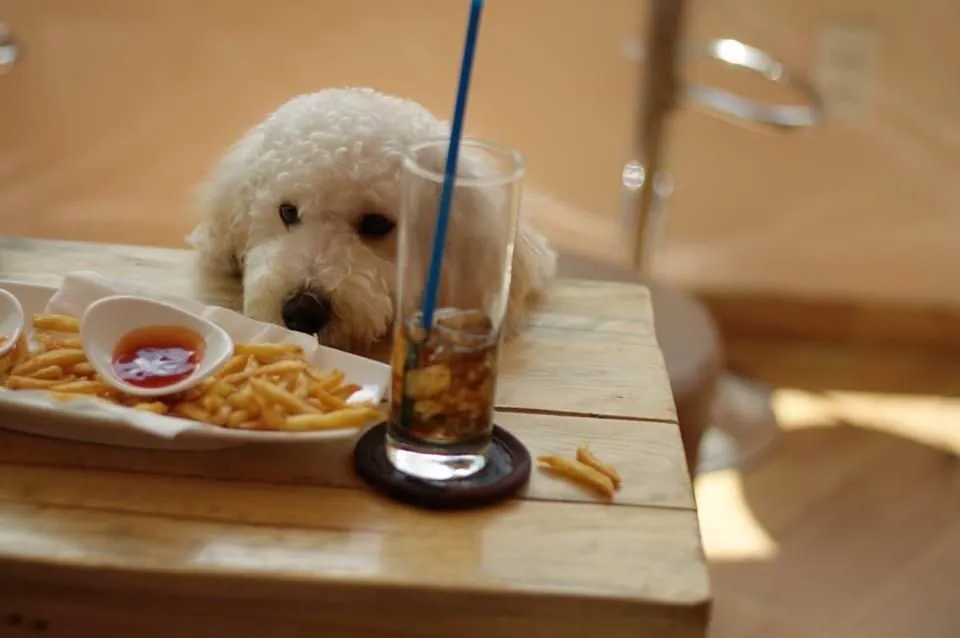 Truy tìm những quán café thú cưng siêu độc ở Sài Gòn - Phần 1 Truy tìm những quán café thú cưng siêu độc ở Sài Gòn Phần 1