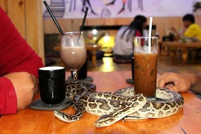 Truy tìm những quán café thú cưng siêu độc ở Sài Gòn Phần 2