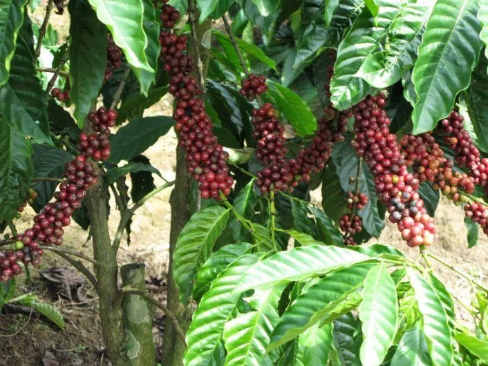 Văn hóa cà phê Sài Gòn - Kỳ 1 Văn hóa cà phê Sài Gòn