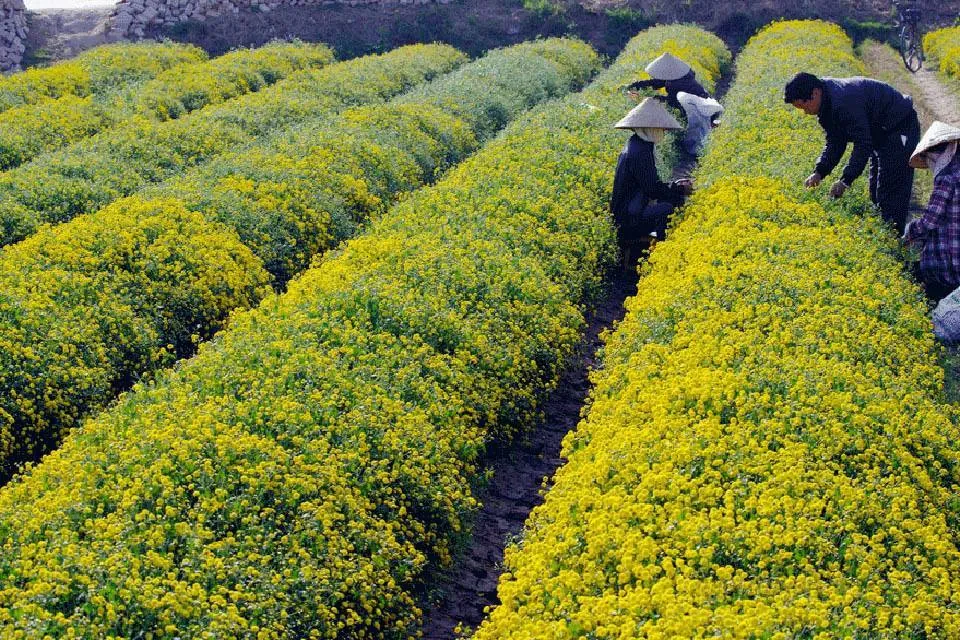 Về Hưng Yên chụp ảnh với cánh đồng cúc vàng Về Hưng Yên chụp ảnh với cánh đồng cúc vàng