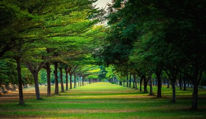 Xôn xao những hàng cây Sài Gòn Xôn xao những hàng cây Sài Gòn