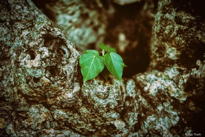 Xôn xao những hàng cây Sài Gòn Xôn xao những hàng cây Sài Gòn