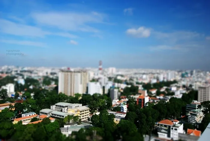 Xôn xao những hàng cây Sài Gòn Xôn xao những hàng cây Sài Gòn