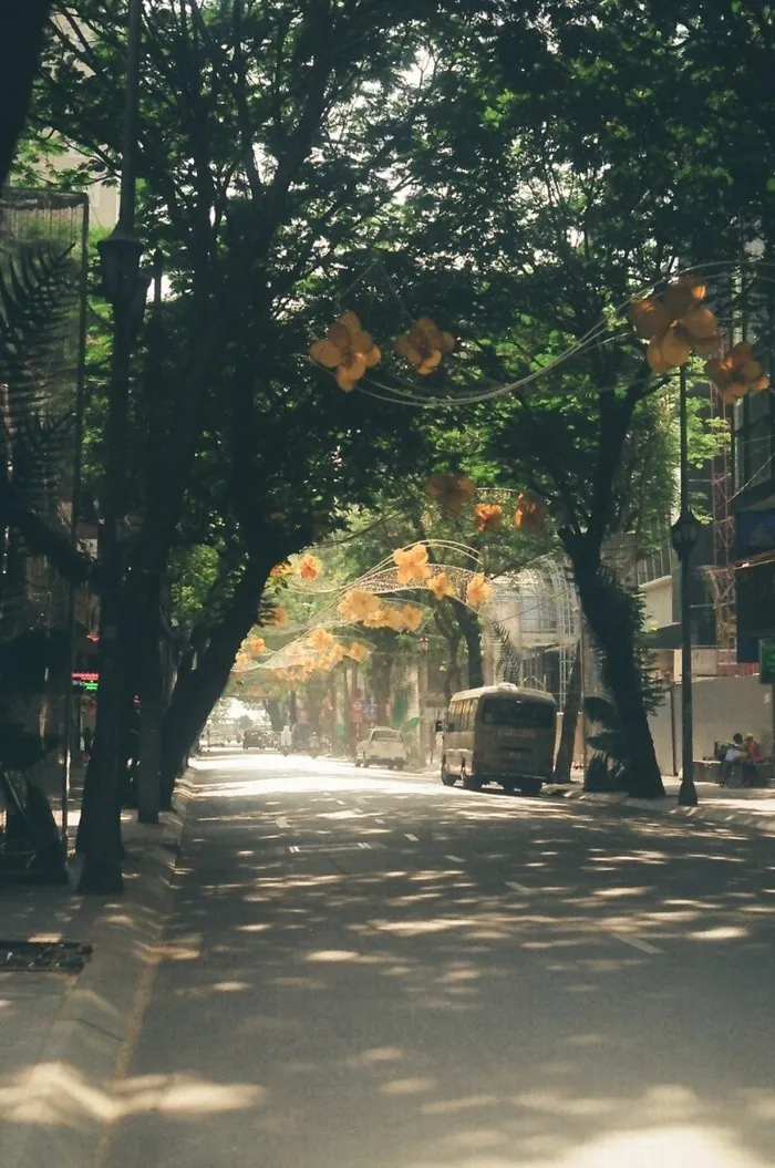Xôn xao những hàng cây Sài Gòn Xôn xao những hàng cây Sài Gòn