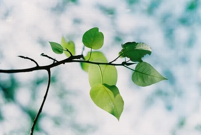 Xôn xao những hàng cây Sài Gòn Xôn xao những hàng cây Sài Gòn