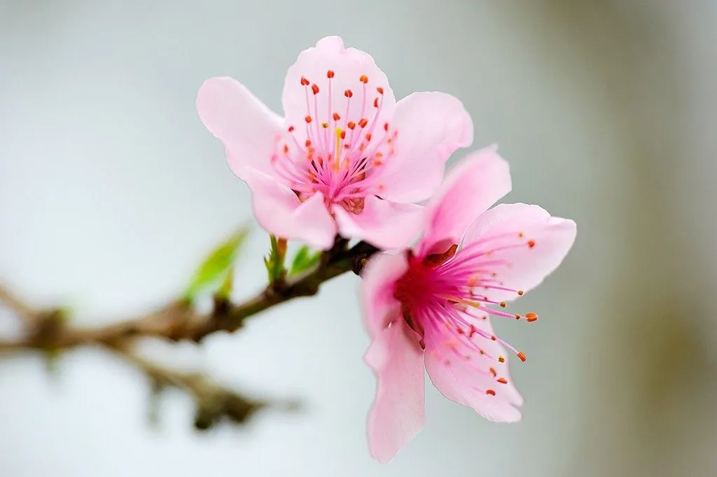 Xuân về trên cao nguyên đá Hà Giang Xuân về trên cao nguyên đá Hà Giang