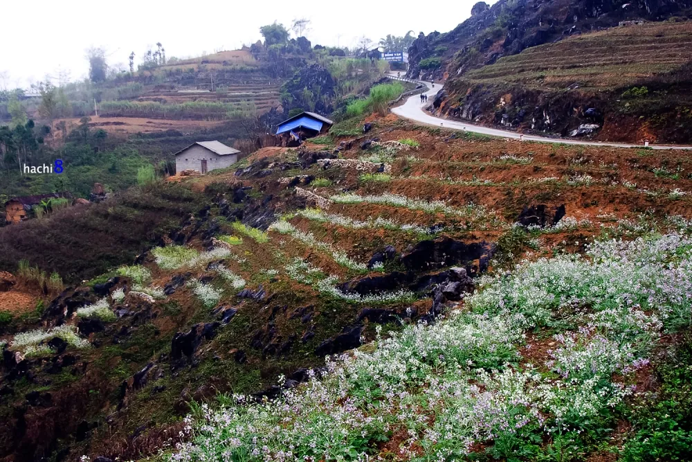 Sắc xuân rực rỡ trên cao nguyên đá Hà Giang