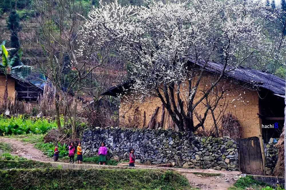 Sắc xuân rực rỡ trên cao nguyên đá Hà Giang Sắc xuân rực rỡ trên cao nguyên đá Hà Giang