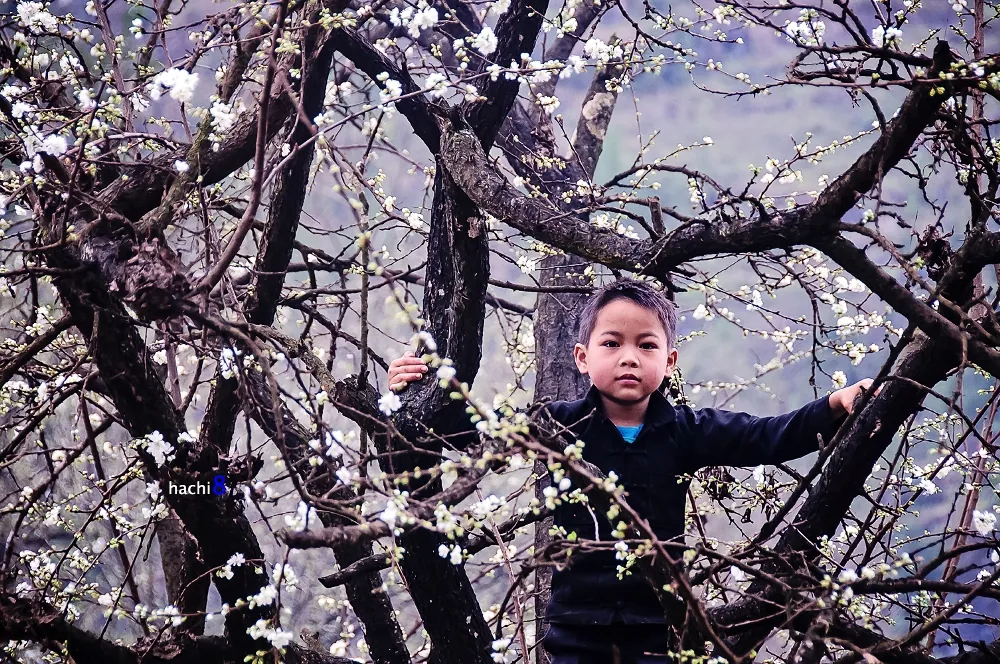 Sắc xuân rực rỡ trên cao nguyên đá Hà Giang Sắc xuân rực rỡ trên cao nguyên đá Hà Giang
