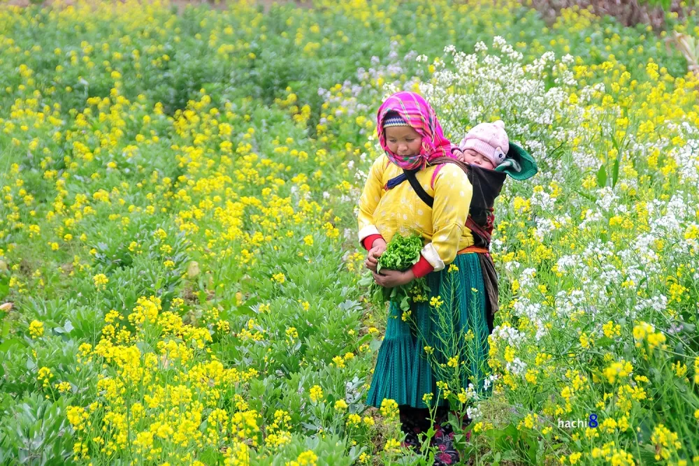 Sắc xuân rực rỡ trên cao nguyên đá Hà Giang Sắc xuân rực rỡ trên cao nguyên đá Hà Giang
