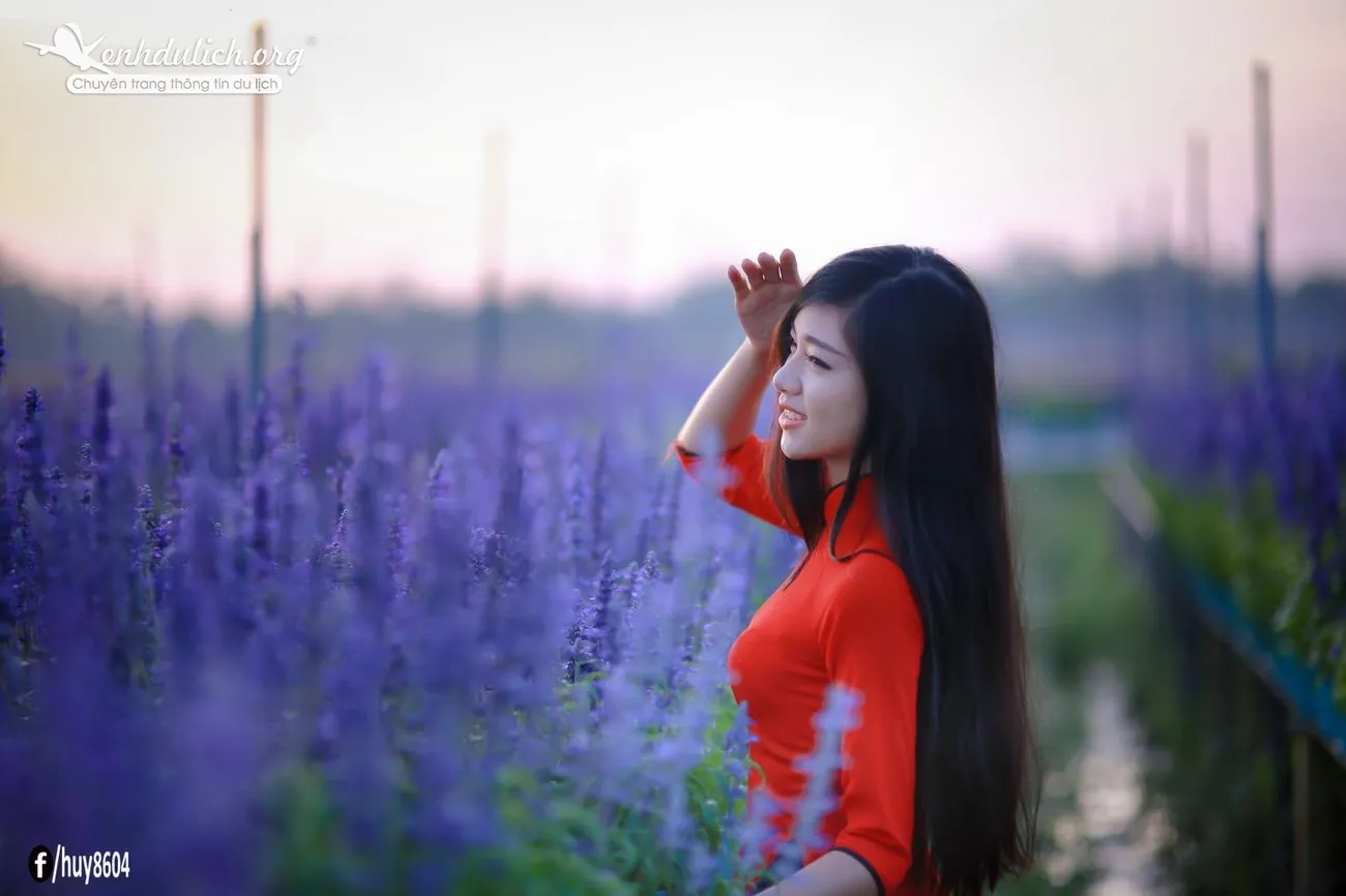 Cùng ngắm vườn hoa oải hương đẹp mê hồn ở Đồng Nai Ngắm vườn hoa oải hương đẹp mê hồn ở Đồng Nai