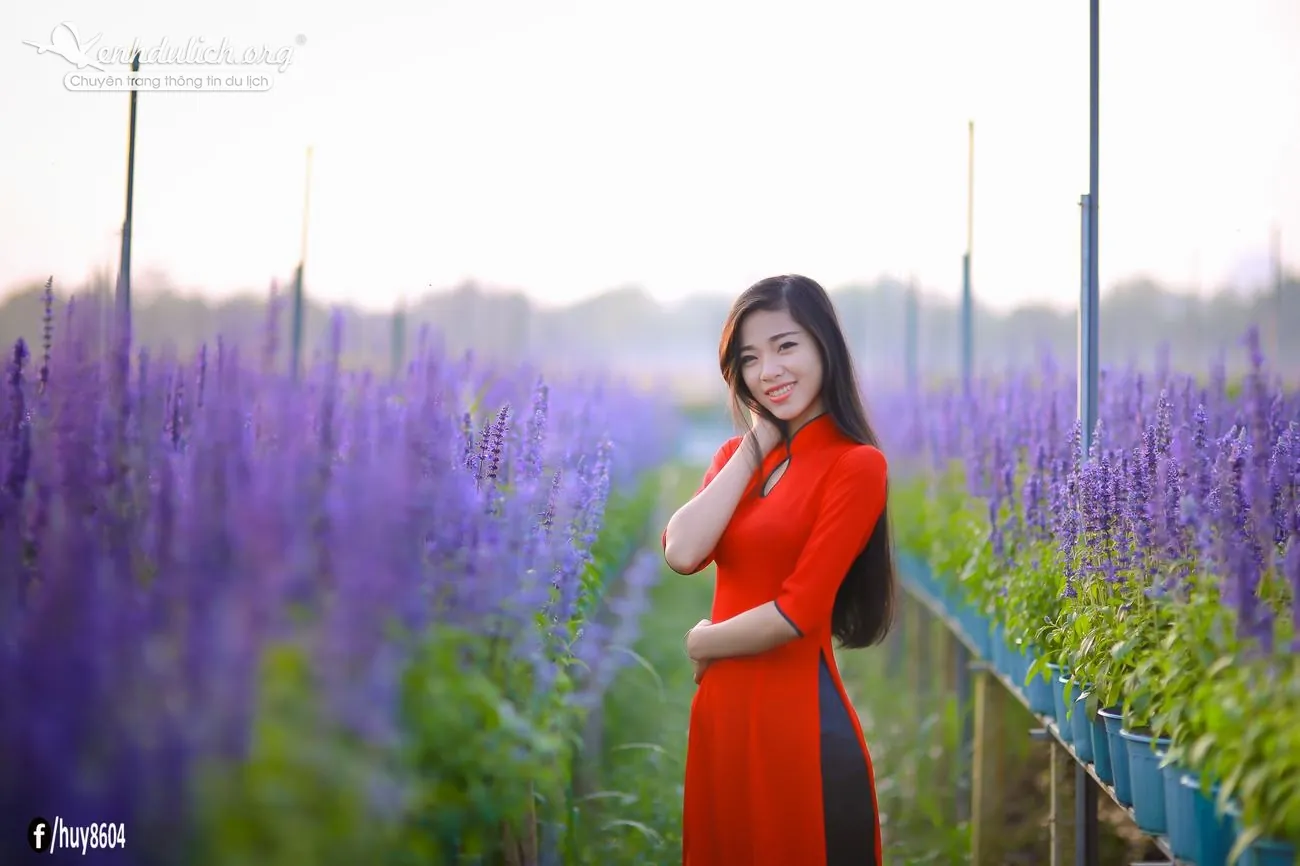 Cùng ngắm vườn hoa oải hương đẹp mê hồn ở Đồng Nai Ngắm vườn hoa oải hương đẹp mê hồn ở Đồng Nai