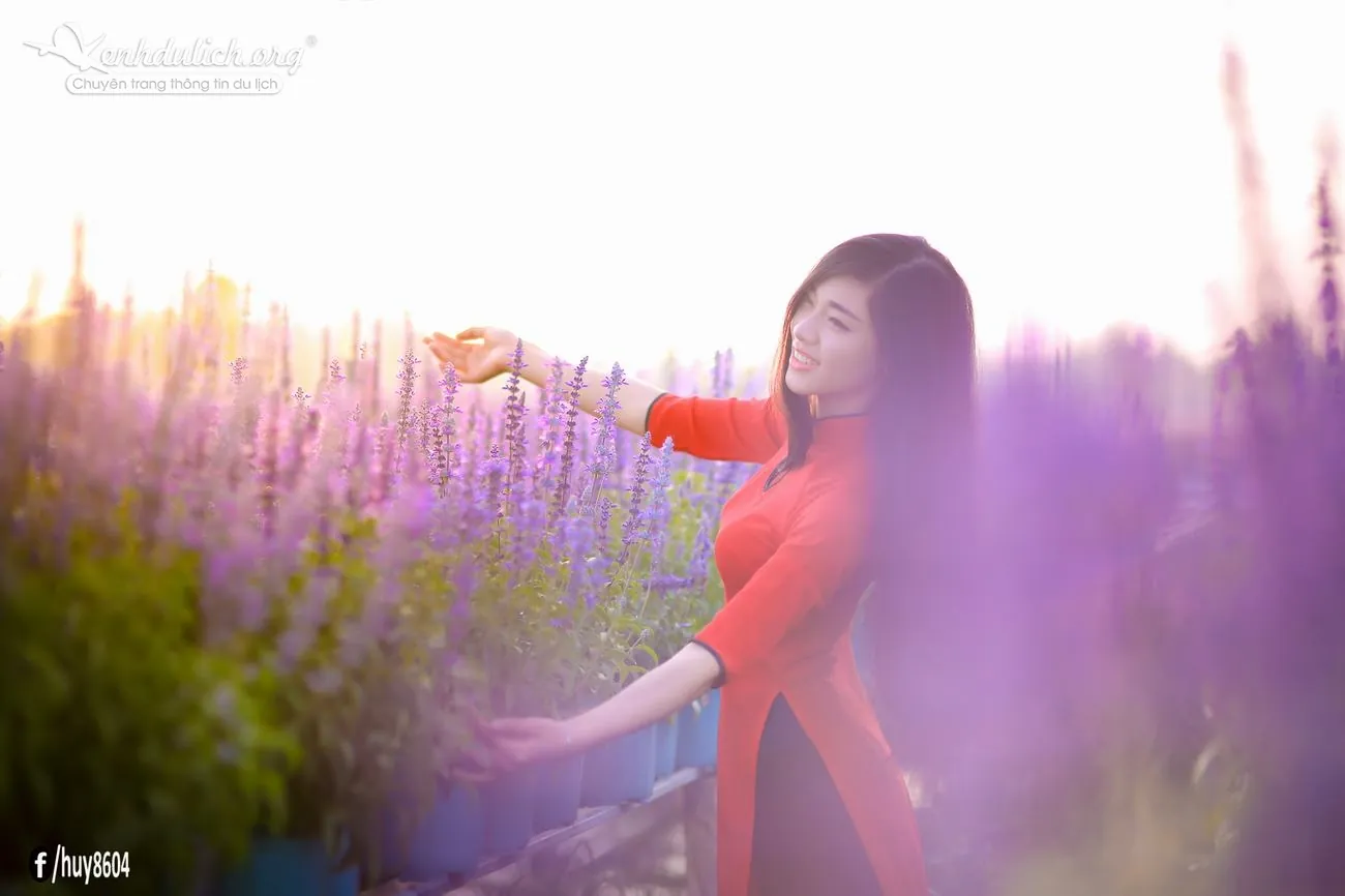 Cùng ngắm vườn hoa oải hương đẹp mê hồn ở Đồng Nai Ngắm vườn hoa oải hương đẹp mê hồn ở Đồng Nai