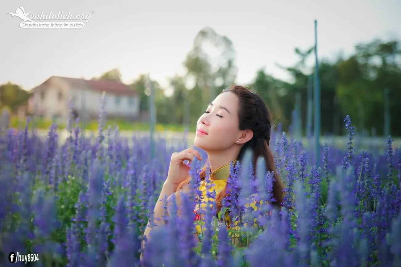 Cùng ngắm vườn hoa oải hương đẹp mê hồn ở Đồng Nai Ngắm vườn hoa oải hương đẹp mê hồn ở Đồng Nai