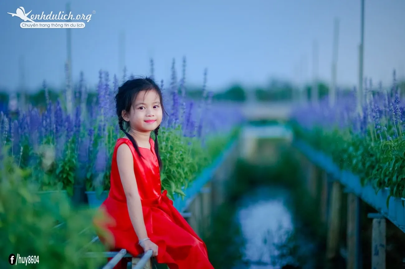Cùng ngắm vườn hoa oải hương đẹp mê hồn ở Đồng Nai Ngắm vườn hoa oải hương đẹp mê hồn ở Đồng Nai
