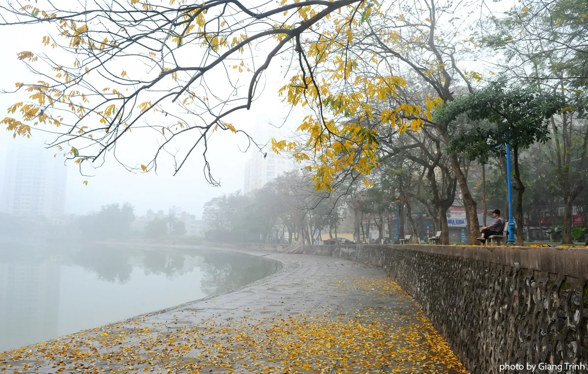 Hoa sưa nở muộn giữa sương mù Hà Nội Hoa sưa nở muộn giữa sương mù Hà Nội