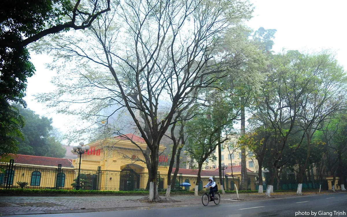Hoa sưa nở muộn giữa sương mù Hà Nội Hoa sưa nở muộn giữa sương mù Hà Nội