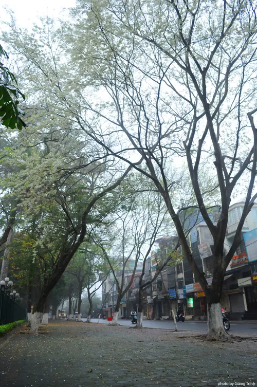 Hoa sưa nở muộn giữa sương mù Hà Nội