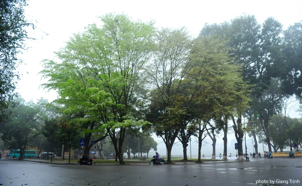 Hoa sưa nở muộn giữa sương mù Hà Nội Hoa sưa nở muộn giữa sương mù Hà Nội