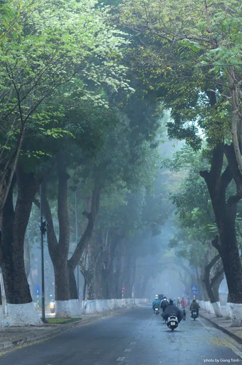 Hoa sưa nở muộn giữa sương mù Hà Nội Hoa sưa nở muộn giữa sương mù Hà Nội