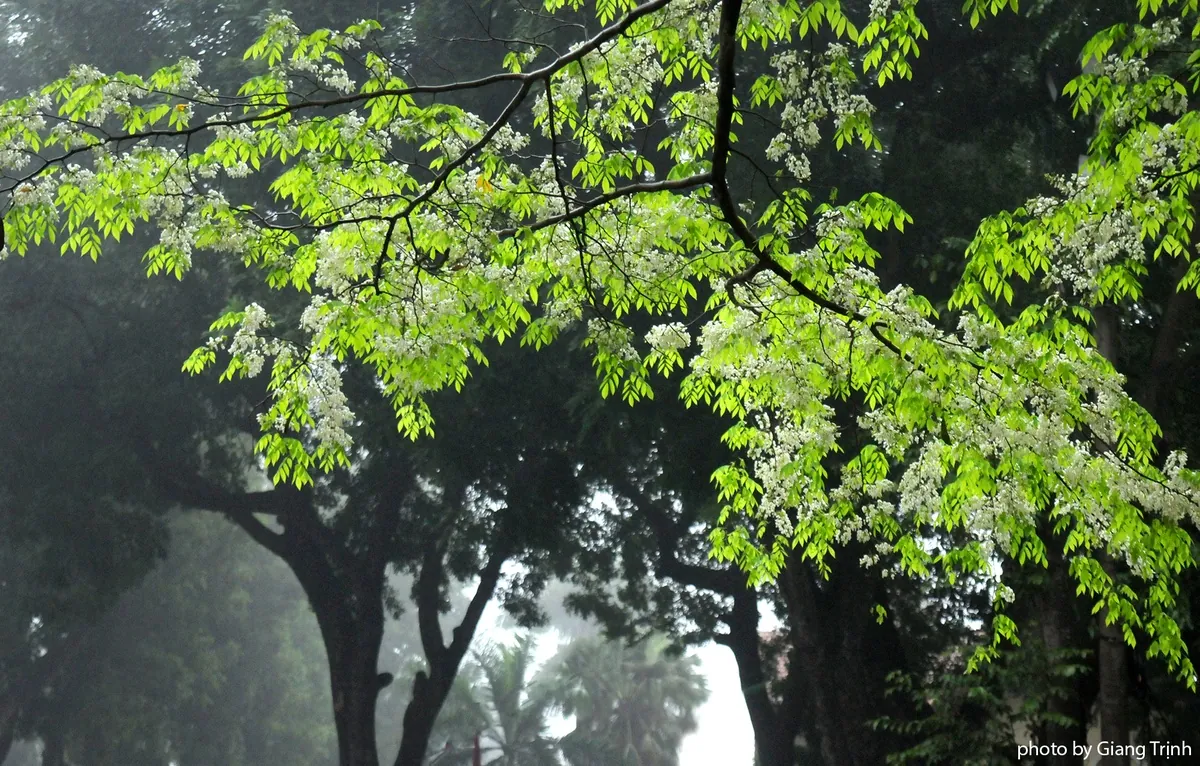 Hoa sưa nở muộn giữa sương mù Hà Nội Hoa sưa nở muộn giữa sương mù Hà Nội