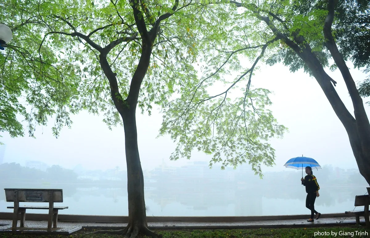 Hoa sưa nở muộn giữa sương mù Hà Nội