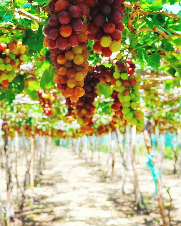 Những thiên đường biển Khánh Hòa, Ninh Thuận có thể bạn chưa biết khám phá thiên đường biển khánh hòa ninh thuận