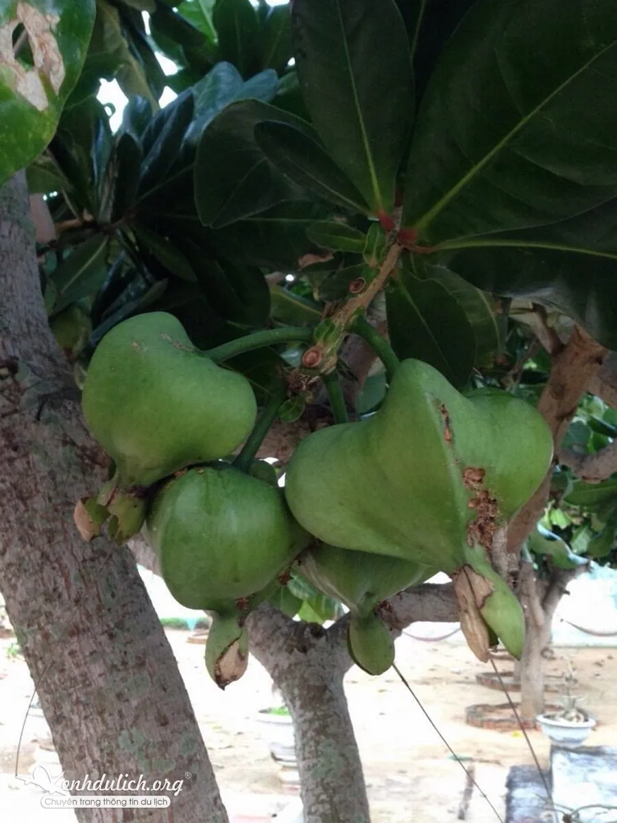 Kinh nghiệm du lịch Lý Sơn của 2 nàng cá sấu chúa Kinh nghiệm du lịch Lý Sơn Quảng Ngãi
