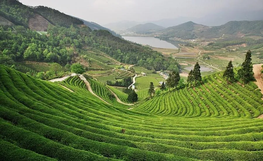 Những mùa hoa rực rỡ trên khắp Hàn Quốc Những mùa hoa rực rỡ trên khắp Hàn Quốc