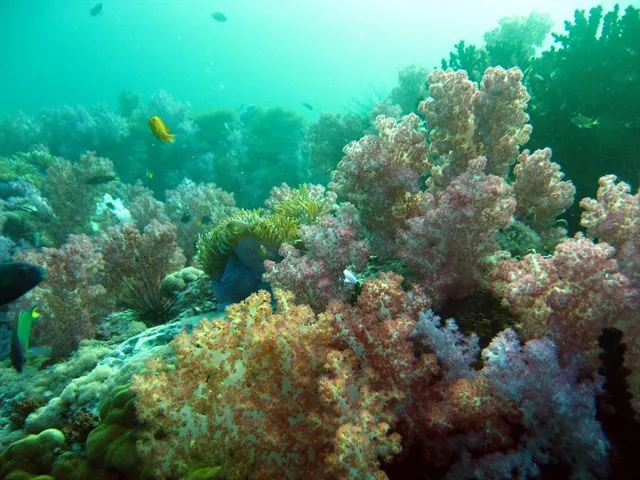 Koh Lipe - thiên đường biển một lần đến vạn lần mê Koh Lipe - thiên đường biển một lần đến vạn lần mê