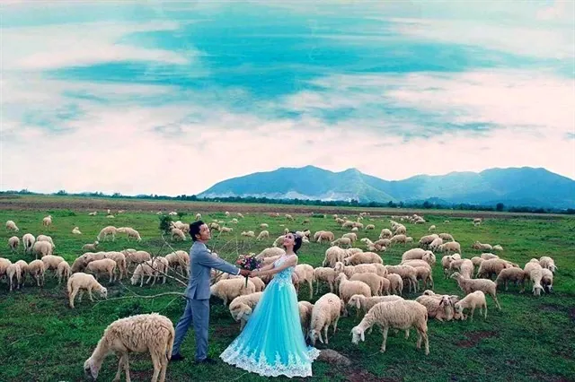 Chụp ảnh siêu cute với cánh đồng cừu chỉ cách Sài Gòn 70 km Chụp ảnh siêu cute với cánh đồng cừu chỉ cách Sài Gòn 70 km