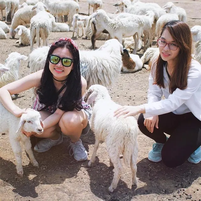 Chụp ảnh siêu cute với cánh đồng cừu chỉ cách Sài Gòn 70 km Chụp ảnh siêu cute với cánh đồng cừu chỉ cách Sài Gòn 70 km