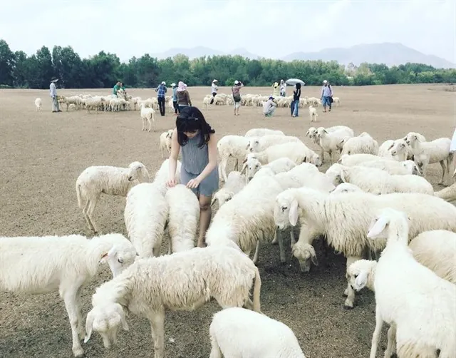 Chụp ảnh siêu cute với cánh đồng cừu chỉ cách Sài Gòn 70 km Chụp ảnh siêu cute với cánh đồng cừu chỉ cách Sài Gòn 70 km